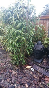 Bamboo in Renee's garden